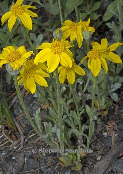 eriophyllum lanatum var integrifolium 3 graphic